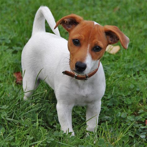 jack russell terrier dog history temperament basic health