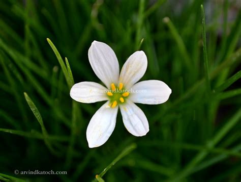 hd pic  beautiful white grass flower
