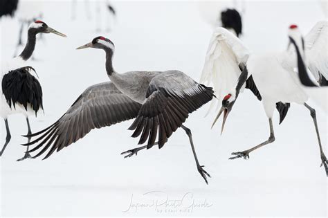red crowned cranes japan photo guide