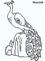 Peacock Coloring Pages Kids Printable Peacocks Colouring Cute Beautiful Drawing Birds Bird Clipart Name Coloringpagesfortoddlers Animals Popular Bestcoloringpagesforkids Princess Getdrawings sketch template