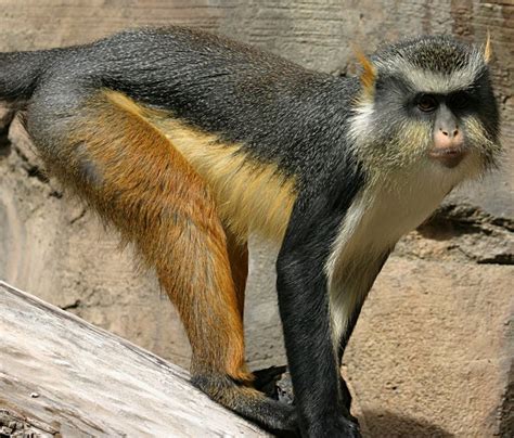 pin  monos micos primates  demas