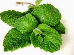 menthol crystals essential oils mint products natural mint products