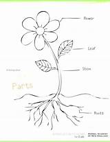 Coloring Plant Parts Pages Getcolorings sketch template
