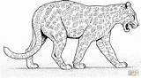 Leopard Coloring Pages Cheetah Jaguar Printable Panther Baby Walks Animals Color Supercoloring Clipart Jungle Colouring Cartoon Animal Coloriage Zoo Lion sketch template