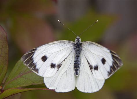 identify white butterflies scottish wildlife trust