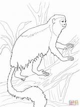 Monkey Colobus Red Coloring Pages Drawing sketch template