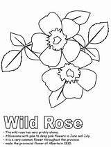 Coloring Rose Wild Kidzone Pages Alberta Ws Iowa Drawing Flag Line Flower Hard Canadian Flowers Canada Popular State Printable United sketch template