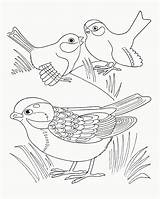 Coloring Sparrow Kids Pages Bdv Birds Three Library Clipart Sketch sketch template
