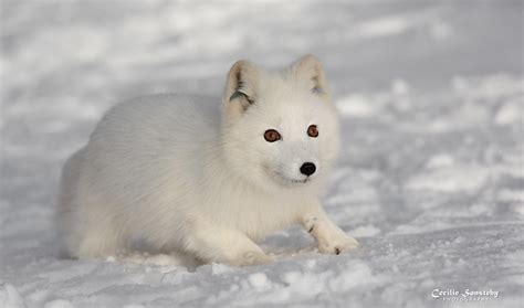 Fluffy Arctic Fox On The Run Flickr Photo Sharing