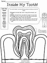 Tooth Anatomy Parts sketch template