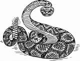 Rattlesnake Diamondback Clipart Snake Drawing Western Snakes Eastern Svg Serpent Crotalus Drawings Big Transparent Ruber Vipers Vector Paintingvalley Reptile Visual sketch template