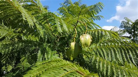 Jacaranda Mimosifolia Seed Pods Hd 14 Youtube