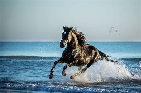 pferd galloppiert im wasser hengst  strand pferdefotografie ingrid feuerecker horse