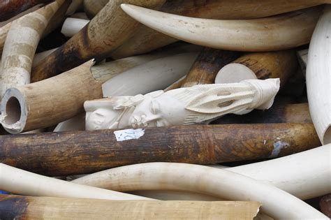 britain  ban ivory sales  stamp  abhorrent trade chicago tribune