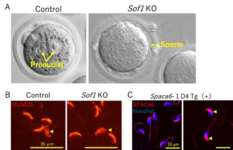 Sperm Proteins Sof1 Tmem95 And Spaca6 Are Required For Sperm Oocyte