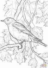 Coloring Bird State Pages Nevada Bluebird Idaho Mountain Birds Color Printable Blossom Drawing Apple Flower Rocky Flowers Adult Supercoloring Colouring sketch template