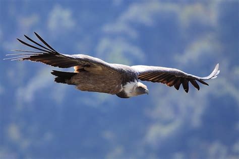 vale gieren spotten  de vercors debbies trektochten