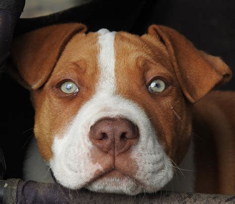 red nose pitbull pros cons   ultimate faq