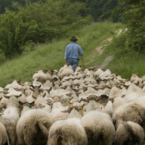 shepherd leading sheep blog steve blaising