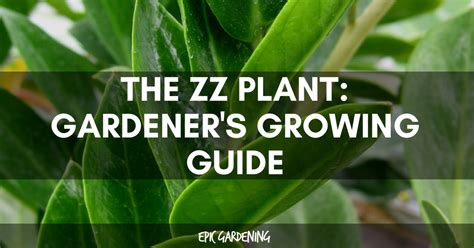zz plant zamioculcas zamiifolia care  growing guide