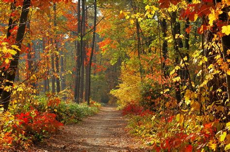 fall leaves trail  forest photography autumn scenery