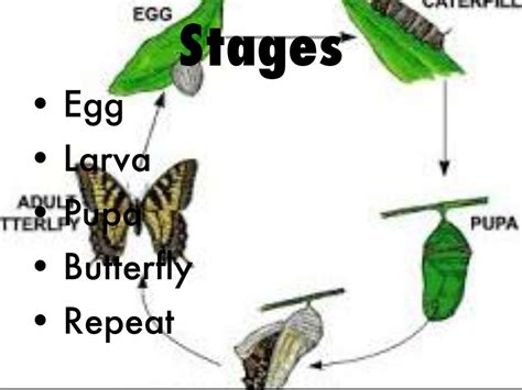 life cycle   butterfly  hey people