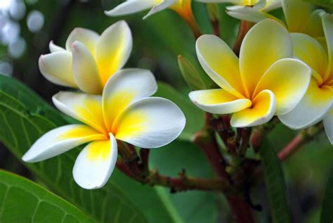 grow  frangipani tree plumeria rubra var acutifolia