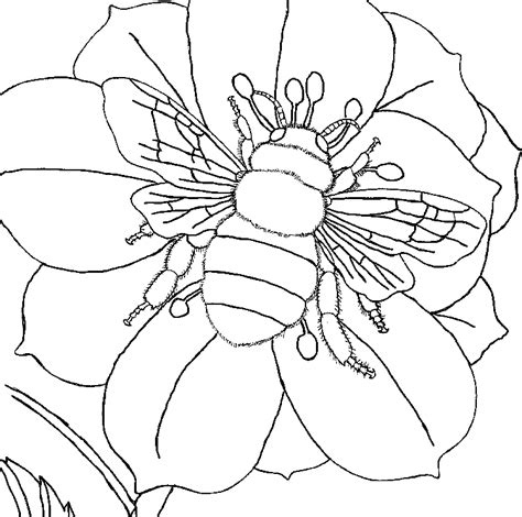 realistic bee coloring pages    printable nature