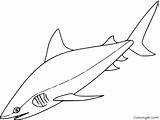 Shark Mako Coloringall sketch template