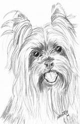 Yorkie Pages Terrier Yorkies Coloriage Teacup Enter Quickdrawing sketch template