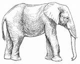 Coloring Elefante Shy sketch template