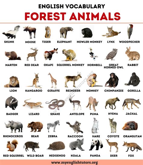 forest animals list   animals living   forest  english