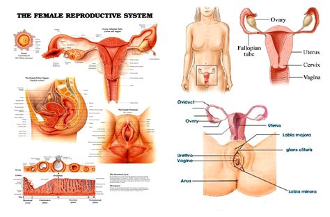 The Female Reproductive System Introduction In Detailed