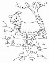 Goat Coloring Pages Goats Baby Kid Billy Three Kids Gruff Color Farm Animals Animal Boer Print Desenho Cabra Mom Clipart sketch template