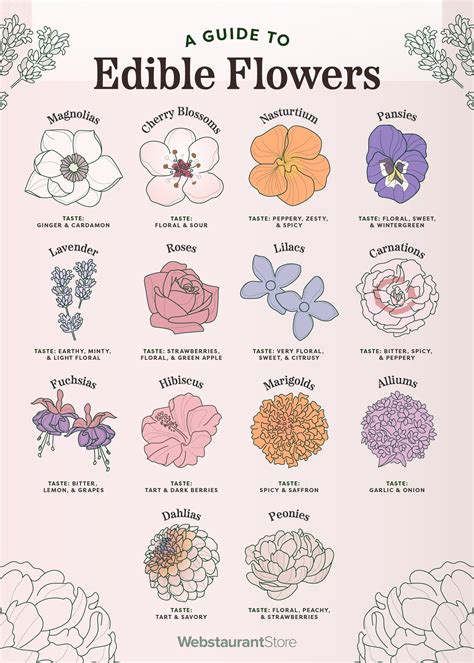 edible flowers guide flavors  blooming seasons