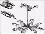 Venus Fly Coloring Pages Trap Drawing Icu Winter Beautiful sketch template