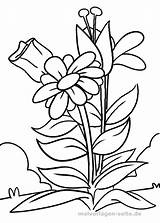 Blume Malvorlage Blumen Ausdrucken Erwachsene Ausmalen Ausmalbild Vorlagen Bastelvorlagen sketch template