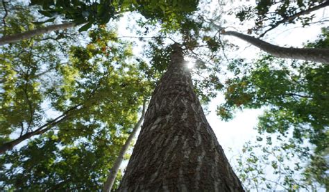 mahogany tree facts  benefits grow tips  care