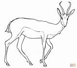 Springbok Coloring Antelope Pages Gazelle Drawing Color Kids Printable Animal Draw Print Animals Dot Crafts sketch template