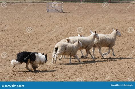 herding  sheep stock image image  woolly sheepdog