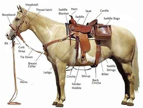 animal body parts vocabulary  english horse riding tips horse gear horse tips horse info