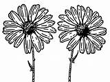 Daisy Flower Coloring Pages sketch template