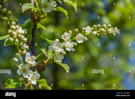 bird cherry blossom  res stock photography  images alamy