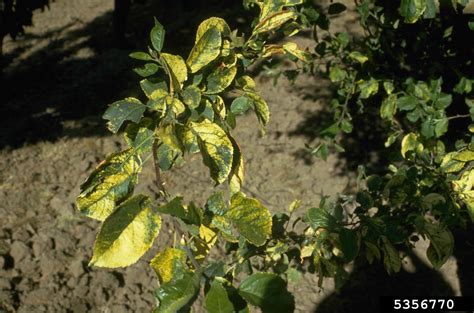 apple mosaic virus apmv ilarvirus apple mosaic virus apmv