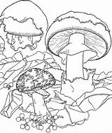 Coloring Mushrooms Champignon Coloriage Kids Pages Color Imprimer Print Dessin Colorier sketch template