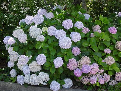 plants flowers hydrangea hortensis