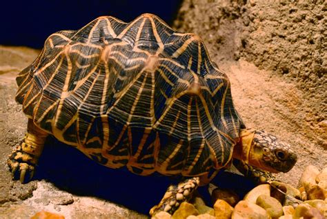 indian star tortoise wallpapers backgrounds