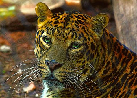 leopard painted vibrant colors photograph  judy vincent fine art