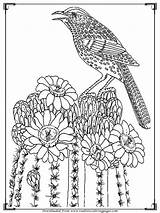 Bird Adult Coloring Pages Birds Realistic Adults Book Template Awesome Templates sketch template