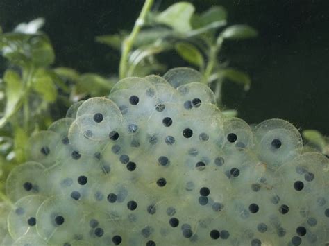 frogspawn questions answered sussex wildlife trust